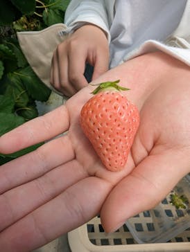 ICHIGOHOUSE.MITAKAに投稿された画像（2024/5/20）