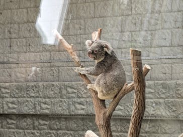 淡路ファームパーク イングランドの丘に投稿された画像（2024/5/20）