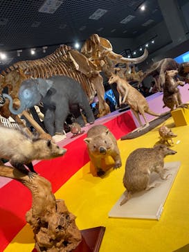 特別展「大哺乳類展３－わけてつなげて大行進」に投稿された画像（2024/5/20）