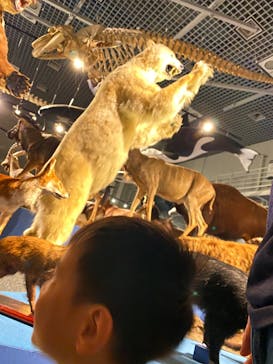 特別展「大哺乳類展３－わけてつなげて大行進」に投稿された画像（2024/5/20）