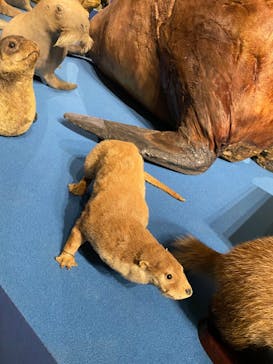 特別展「大哺乳類展３－わけてつなげて大行進」に投稿された画像（2024/5/20）