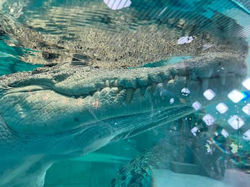 NIFREL（ニフレル）に投稿された画像（2024/5/20）