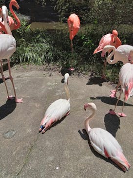 長崎バイオパークに投稿された画像（2024/5/20）