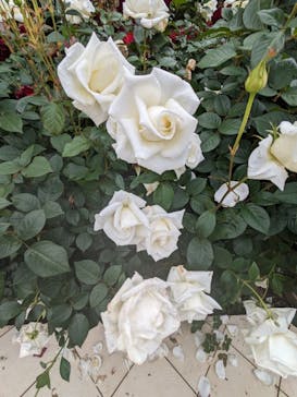 京成バラ園に投稿された画像（2024/5/20）