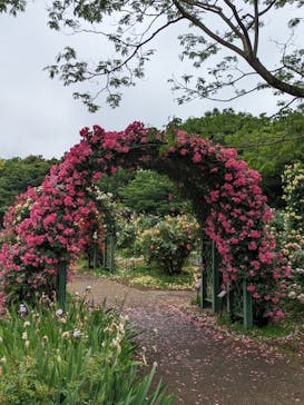 京成バラ園に投稿された画像（2024/5/20）