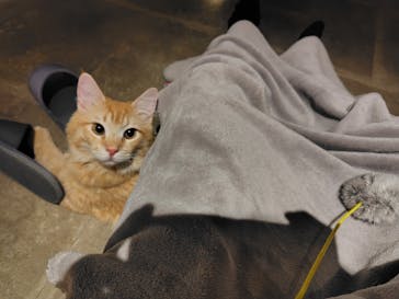 猫カフェモカ　新宿店に投稿された画像（2024/5/20）