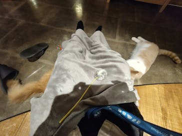 猫カフェモカ　新宿店に投稿された画像（2024/5/20）