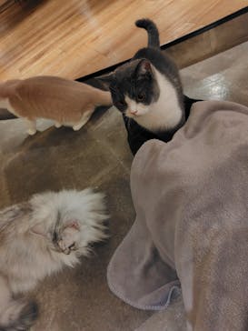 猫カフェモカ　新宿店に投稿された画像（2024/5/20）