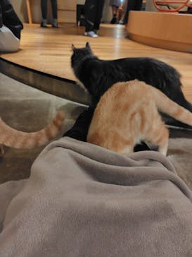 猫カフェモカ　新宿店に投稿された画像（2024/5/20）