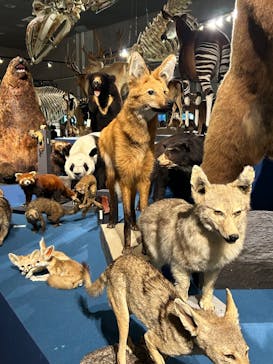 特別展「大哺乳類展３－わけてつなげて大行進」に投稿された画像（2024/5/20）