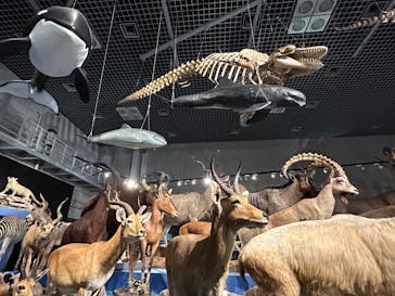 特別展「大哺乳類展３－わけてつなげて大行進」に投稿された画像（2024/5/20）