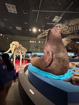 特別展「大哺乳類展３－わけてつなげて大行進」に投稿された画像（2024/5/20）