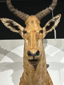 特別展「大哺乳類展３－わけてつなげて大行進」に投稿された画像（2024/5/20）