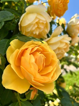 とっとり花回廊に投稿された画像（2024/5/20）