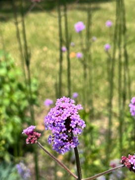 とっとり花回廊に投稿された画像（2024/5/20）