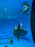 アクアワールド茨城県大洗水族館に投稿された画像（2024/5/20）