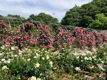 ぎふワールド・ローズガーデンに投稿された画像（2024/5/20）