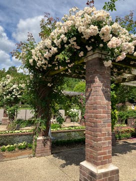 ぎふワールド・ローズガーデンに投稿された画像（2024/5/20）