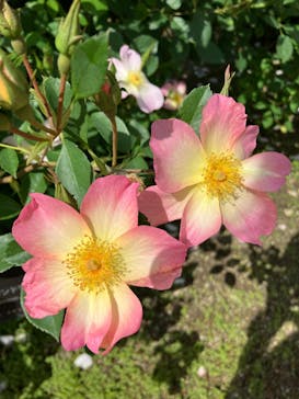 ぎふワールド・ローズガーデンに投稿された画像（2024/5/20）