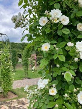 ぎふワールド・ローズガーデンに投稿された画像（2024/5/20）