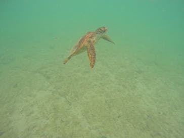 宮古島 ADVENTURE PiPi（ミヤコジマ アドベンチャー ピピ）に投稿された画像（2024/5/20）