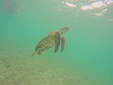 宮古島 ADVENTURE PiPi（ミヤコジマ アドベンチャー ピピ）に投稿された画像（2024/5/20）