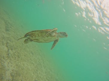 宮古島 ADVENTURE PiPi（ミヤコジマ アドベンチャー ピピ）に投稿された画像（2024/5/20）