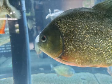 カワスイ 川崎⽔族館に投稿された画像（2024/5/20）