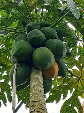 アロハガーデンたてやまに投稿された画像（2024/5/20）