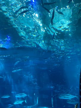 沖縄美ら海水族館に投稿された画像（2024/5/20）