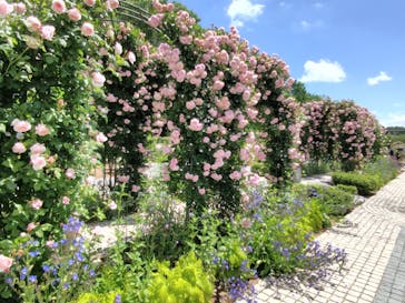 ぎふワールド・ローズガーデンに投稿された画像（2024/5/20）