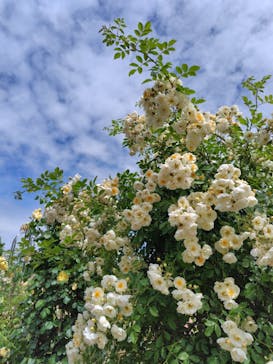 ぎふワールド・ローズガーデンに投稿された画像（2024/5/20）