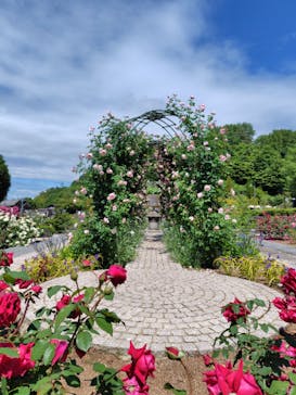 ぎふワールド・ローズガーデンに投稿された画像（2024/5/20）