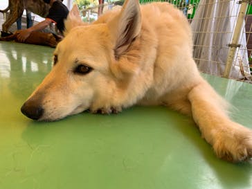 つくばわんわんランドに投稿された画像（2024/5/20）