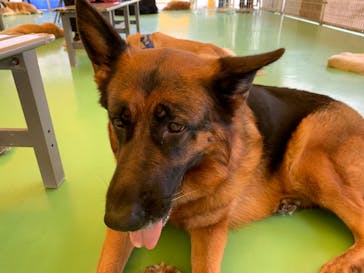 つくばわんわんランドに投稿された画像（2024/5/20）