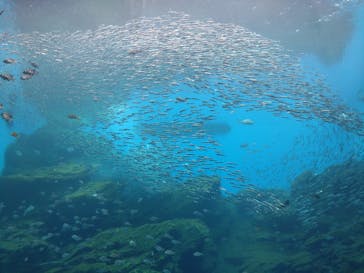 仙台うみの杜水族館に投稿された画像（2024/5/20）