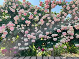 ひらかたパークに投稿された画像（2024/5/20）