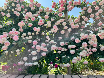 ひらかたパークに投稿された画像（2024/5/20）