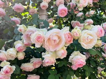 ひらかたパークに投稿された画像（2024/5/20）