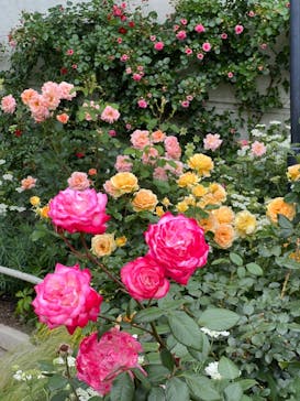 西武園ゆうえんちに投稿された画像（2024/5/20）