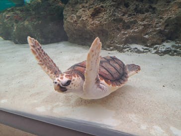 鴨川シーワールドに投稿された画像（2024/5/20）