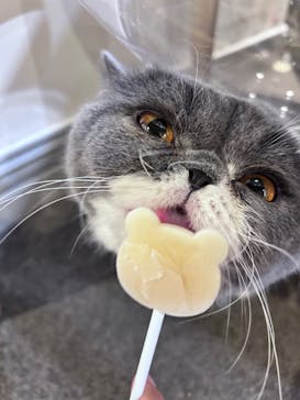 猫カフェモカ　立川店に投稿された画像（2024/5/20）