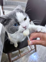 猫カフェモカ　立川店に投稿された画像（2024/5/20）