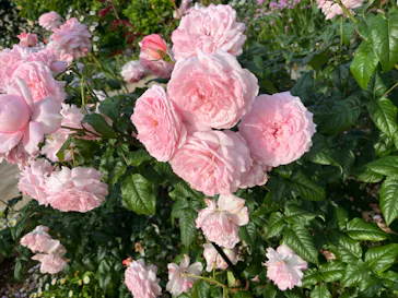 ひらかたパークに投稿された画像（2024/5/20）