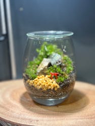 Terrariums メトロ・エム後楽園店に投稿された画像（2024/5/20）