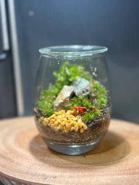 Terrariums メトロ・エム後楽園店に投稿された画像（2024/5/20）