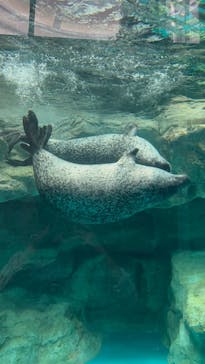 アクアワールド茨城県大洗水族館に投稿された画像（2024/5/20）