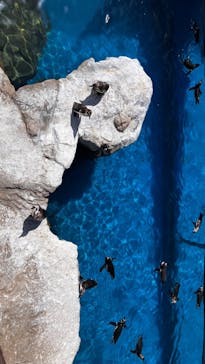 アクアワールド茨城県大洗水族館に投稿された画像（2024/5/20）