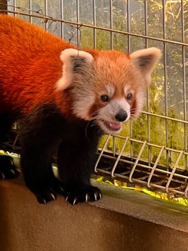 熱川バナナワニ園に投稿された画像（2024/5/16）