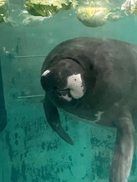 熱川バナナワニ園に投稿された画像（2024/5/16）